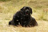 CANE CORSO 920